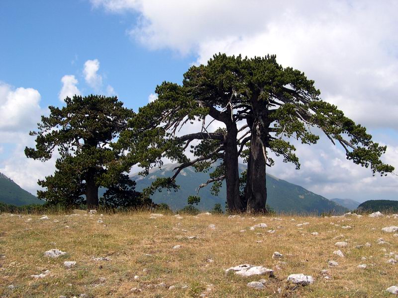 Pinus Leucodermis - PINO LORICATO